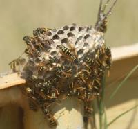 Pest Control of Orange County image 5