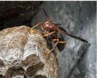 Bayou Cajun Termite & Pest Control image 2
