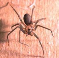 Bayou Cajun Termite & Pest Control image 3