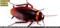 Cockroach Control Services | Asa Pest Control image 1