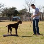 Precision K9 Work - Austin Dog Training image 2
