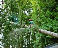 Evergreen landscape care and tree services image 2