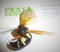 Houston Pest Service image 2