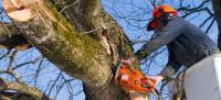 Fairfield County Tree Services image 1