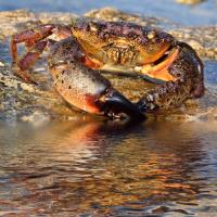 Stone Crab Seafood, LLC image 1