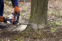 Sioux City Tree Care image 2