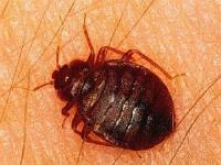 Bed Bug Specialists for Greenwood image 2
