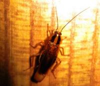 Bed Bug Specialists for Greenwood image 3