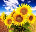 Sunflower Photography logo