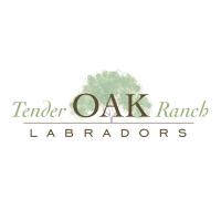 Tender OAK Labradors image 1