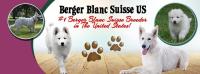 Berger Blanc Suisse White Swiss Shepherd image 2