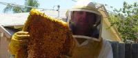 Bee Man Removal & Relocation image 4