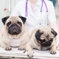 Wagmore Veterinary Care image 1