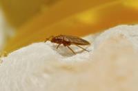 Affordable Bed Bug Exterminators image 1
