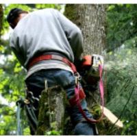 Lopez lawn and Tree Services image 1