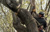 Monster Tree Service of North Dallas image 12