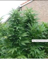 420 ONLINE SUPPLIERS image 2