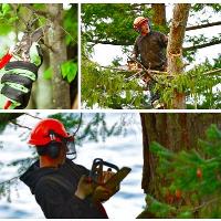 Harris Tree Service image 1