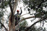 Andersons Tree Care image 3