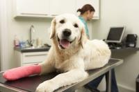 Powell Veterinary Service Inc. image 6