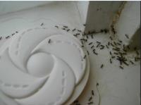 Washington DC Pest Control image 1