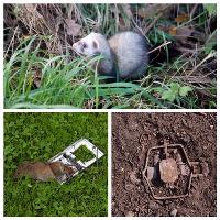 AAA Animal Wild Removal Inc-Cape Coral image 1