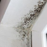 Mold Doctor image 3