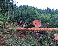 Rieger Logging image 7