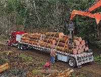 Rieger Logging image 8