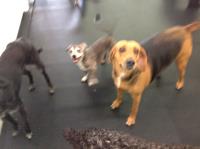 Happy Hound Dog Resorts image 2