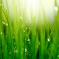 Artificial Grass Dubai LLC image 1