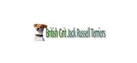 British Grit Jack Russell Terriers image 5