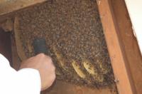OCP Bee Removal Las Vegas NV - Bee exterminator image 5