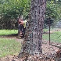 Carters Tree Service Grading & Landscaping image 1
