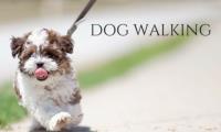Denver Dog Walking Service image 1