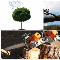 Top Quality Tree Service image 1