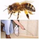 A/Accurate Termite Bed Bug Pest Control Company logo