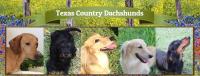 Texas Country Dachshunds image 2