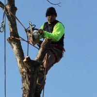 Moreno's Tree Service image 1