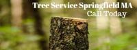 Tree Service Springfield MA image 7