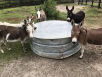 Brayfields Registered Miniature Donkeys image 3