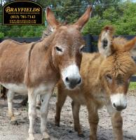 Brayfields Registered Miniature Donkeys image 1