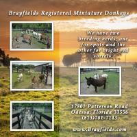 Brayfields Registered Miniature Donkeys image 4