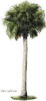 Palm Tree Depot image 2