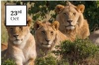Lion Cubs image 1
