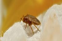 Bed Bugs Treatment and Removal image 2