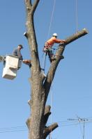 Accurate Tree Service image 2