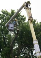 Accurate Tree Service image 4