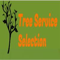 Tree Service Selection image 1