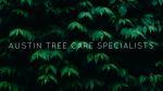 Hamlin Tree Care, Inc image 2